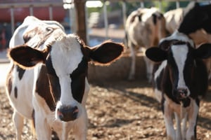 Retail Software for Agri Co-operatives